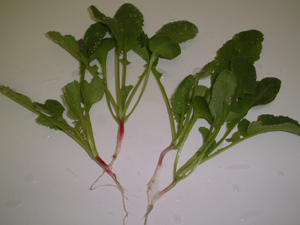 Radish