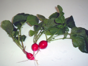 radish