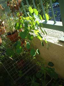 shiso no mi