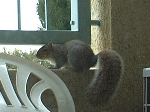 squirrel