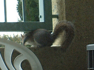 squirrel